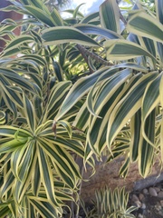 Dracaena reflexa