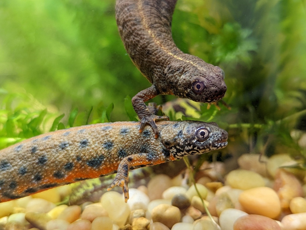 Danube Crested Newt