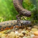 Danube Crested Newt - Photo (c) Claire O'Neill, some rights reserved (CC BY-NC), uploaded by Claire O'Neill