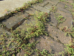 Euphorbia glyptosperma