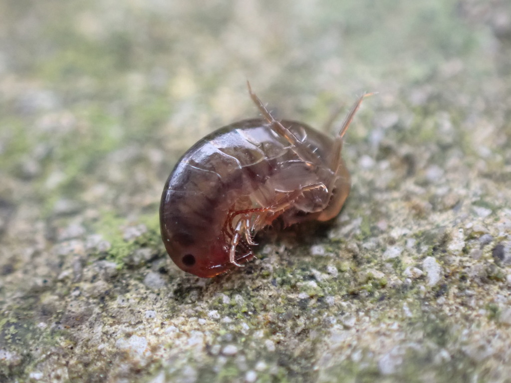 Landhopper