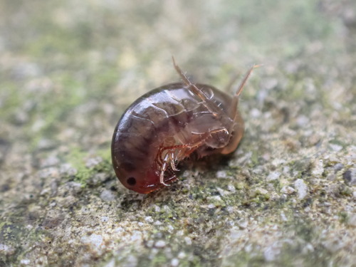 Landhopper