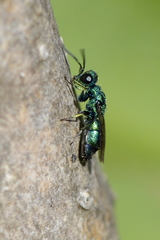 Trichrysis cyanea