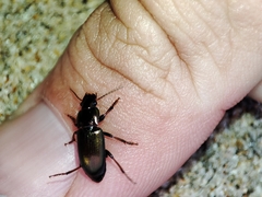 Harpalus distinguendus