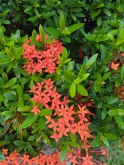 Ixora coccinea
