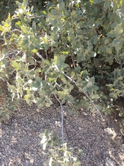 Atriplex confertifolia