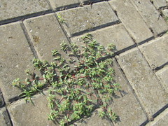 Euphorbia glyptosperma