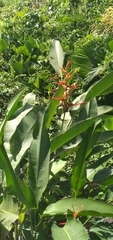 Heliconia