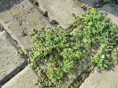 Euphorbia glyptosperma