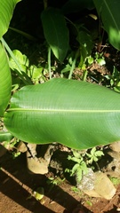 Heliconia latispatha