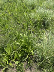 Chlorophytum krookianum