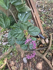 Clerodendrum