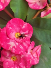 Trigona fulviventris