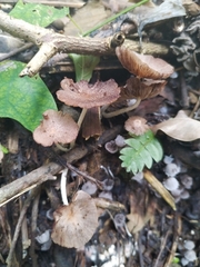 Tubariaceae