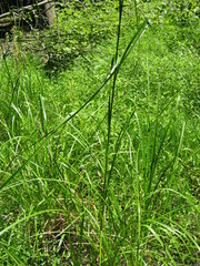 Scirpus