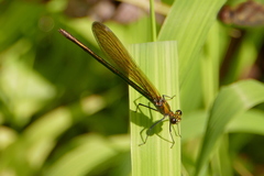 Calopteryx splendens