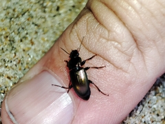 Harpalus distinguendus