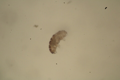Tardigrada