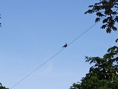 Patagioenas cayennensis