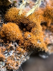 Polycauliona candelaria