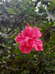 Hibiscus rosa-sinensis