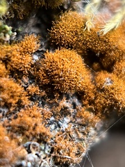 Polycauliona candelaria