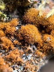 Polycauliona candelaria