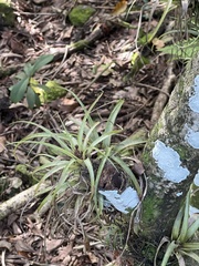 Tillandsia variabilis