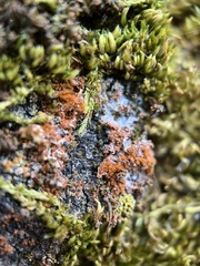 Polycauliona candelaria
