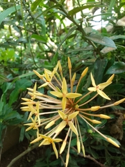 Ixora coccinea