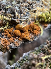 Polycauliona candelaria