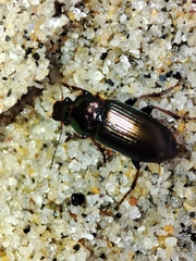 Harpalus distinguendus