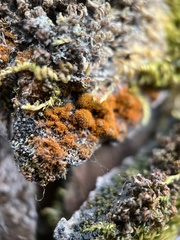 Polycauliona candelaria