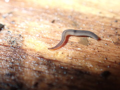 Rhynchodemus sylvaticus