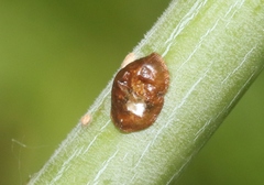 Parthenolecanium corni