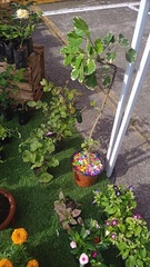 Polyscias balfouriana