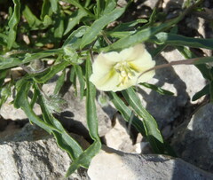 Chamaesaracha coronopus