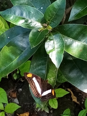 Adelpha basiloides