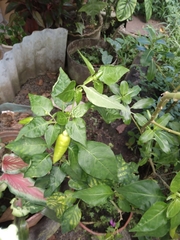 Capsicum