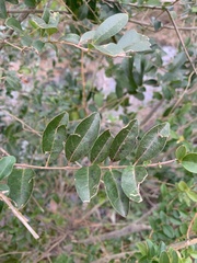 Ligustrum sinense
