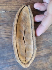 Bignonieae