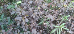 Alternanthera brasiliana