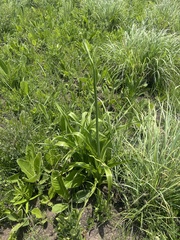 Chlorophytum krookianum