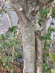Ligustrum sinense