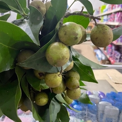 Citrus deliciosa