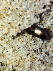 Harpalus distinguendus