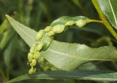 Thecabius populimonilis
