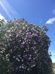 Brunfelsia australis