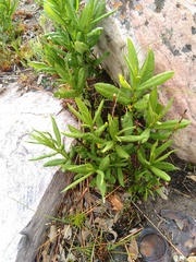 Fadogia homblei