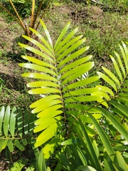 Zamia erosa